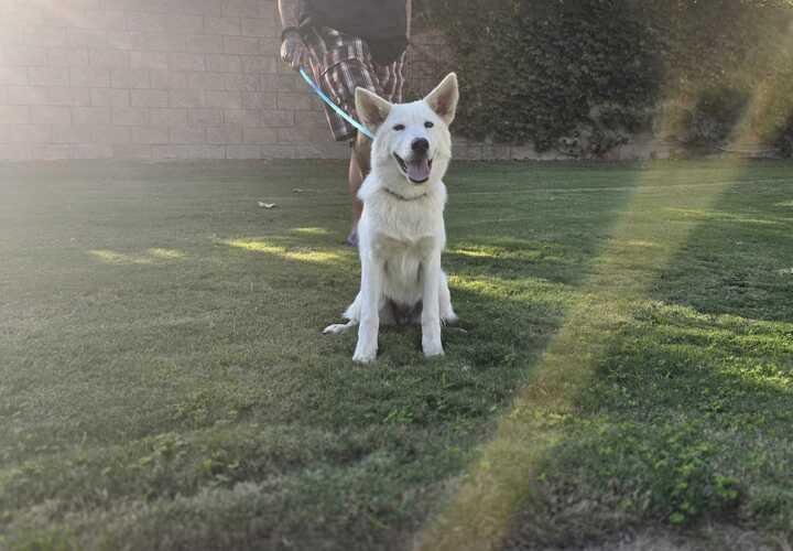 Bonnie, a Adoptable mixed breed in San Rafael, CA image 2/6