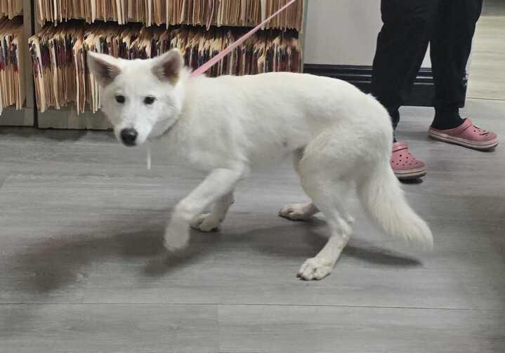 Bonnie, Adoptable, Puppy Female Siberian Husky & Labrador Retriever.