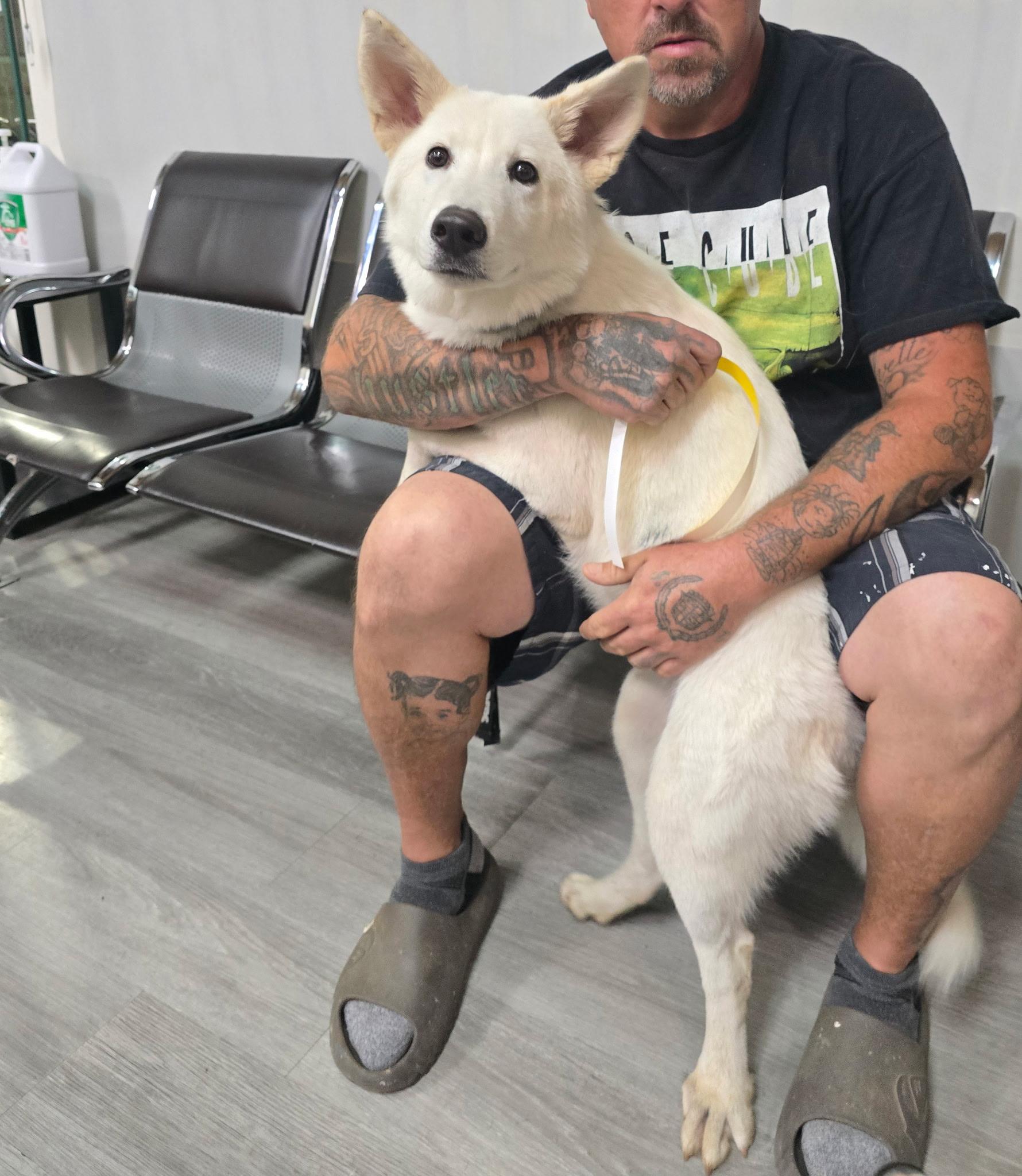 Bonnie, a Adoptable mixed breed in San Rafael, CA image 5/6