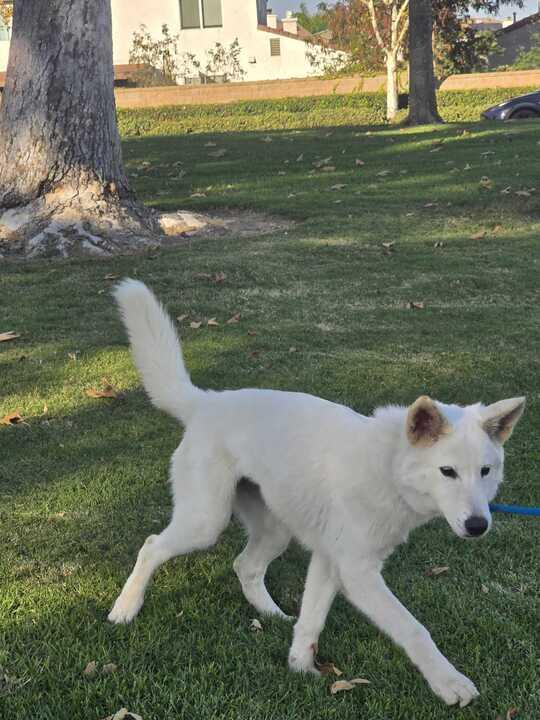 Bonnie, a Adoptable mixed breed in San Rafael, CA image 6/6