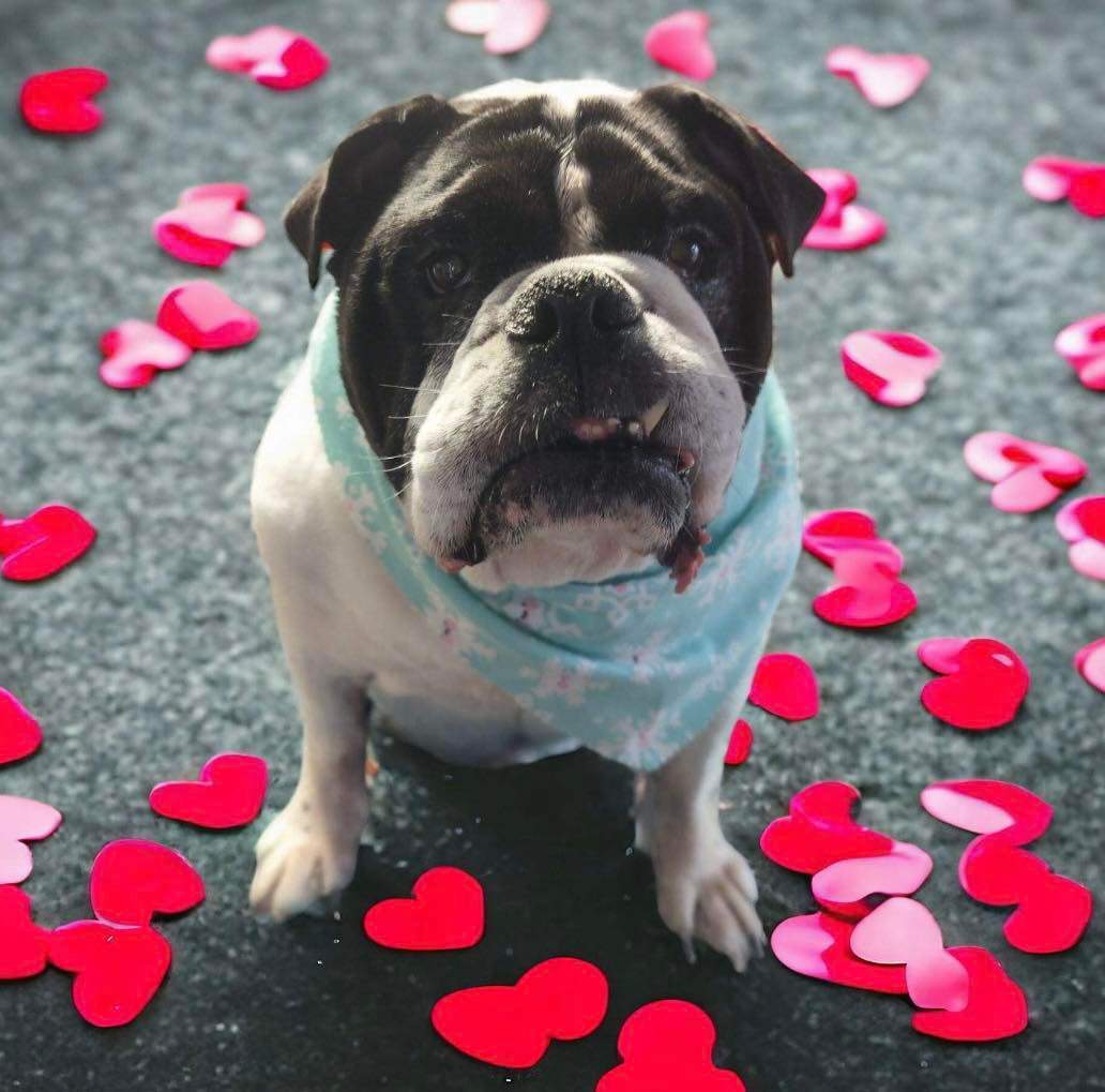 Enlarge Prince, a Adoptable English Bulldog in St. Clair Shores, MI image 1/1