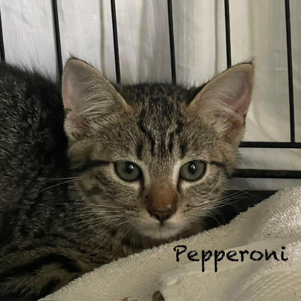 Pepperoni A26-140, Adoptable, Kitten Female Domestic Short Hair & Domestic Short Hair.