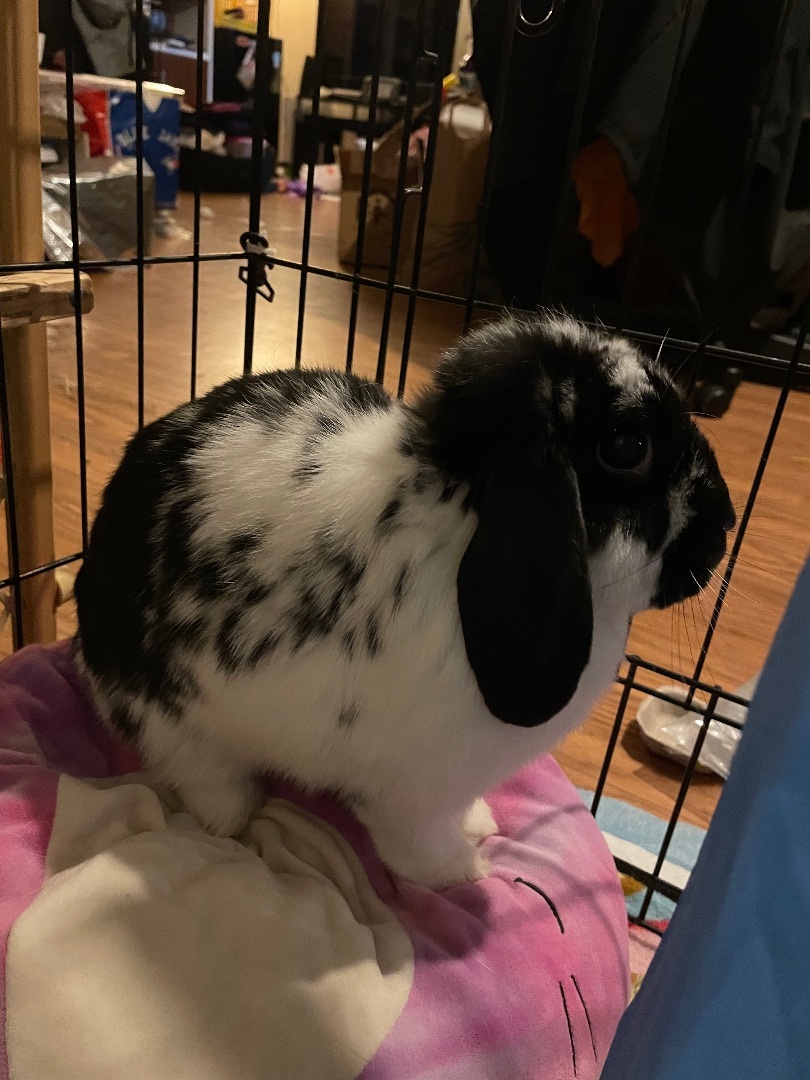 Gomez, a Adopted mixed breed in Ottawa, ON image 1/5