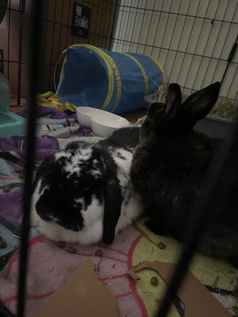 Gomez, a Adopted mixed breed in Ottawa, ON image 2/5