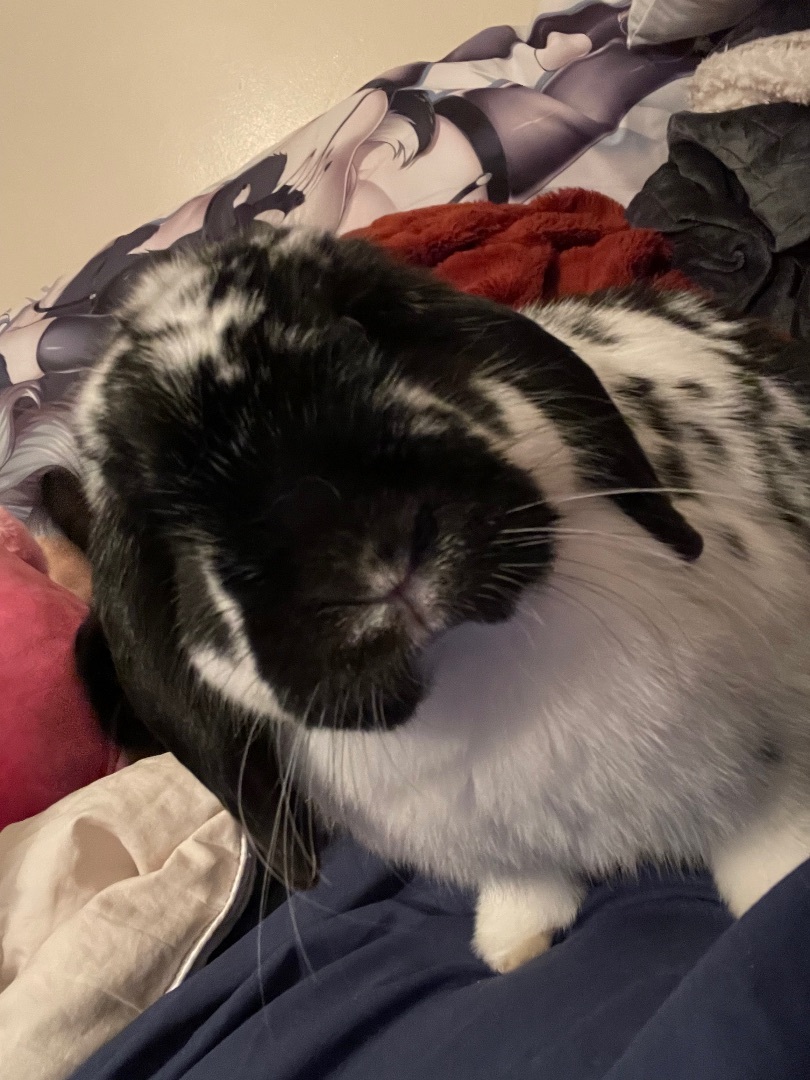 Gomez, a Adopted mixed breed in Ottawa, ON image 3/5