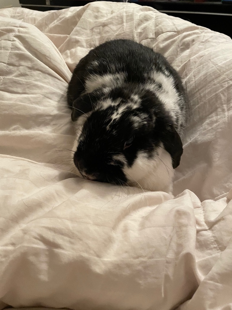 Gomez, a Adopted mixed breed in Ottawa, ON image 4/5