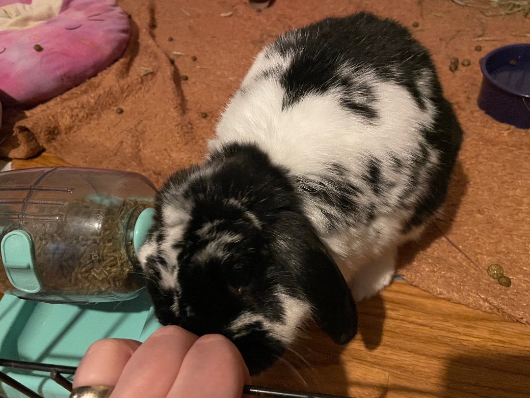 Gomez, a Adopted mixed breed in Ottawa, ON image 5/5