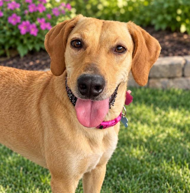 Freya, Adoptable, Young Female Hound.