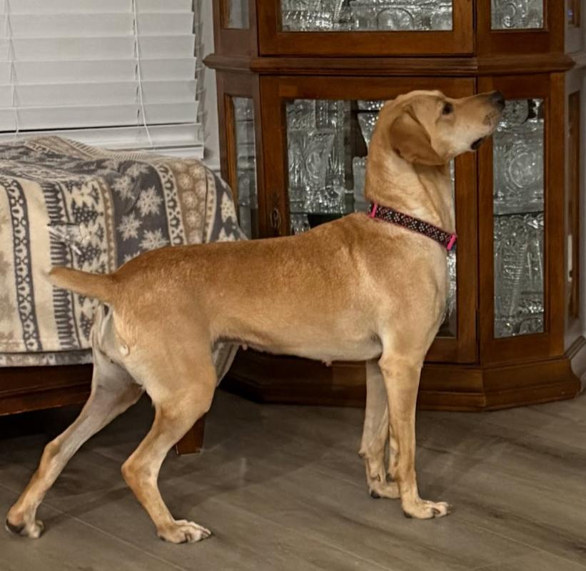 Enlarge Freya, a Adoptable mixed breed in Inverness, FL image 3/4