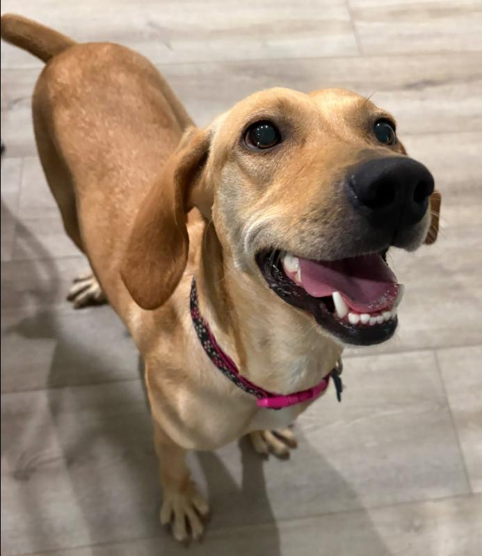 Enlarge Freya, a Adoptable mixed breed in Inverness, FL image 2/4