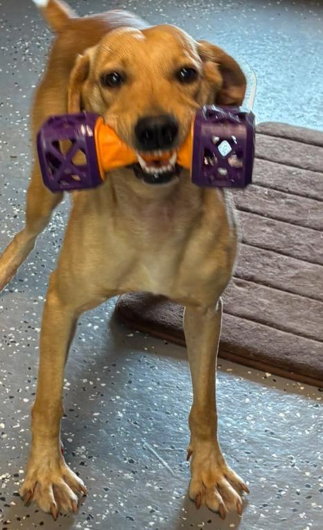 Enlarge Freya, a Adoptable mixed breed in Inverness, FL image 4/4