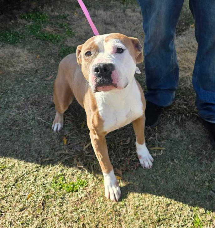 Baby, ADOPTABLE, Senior Female Mixed Breed.