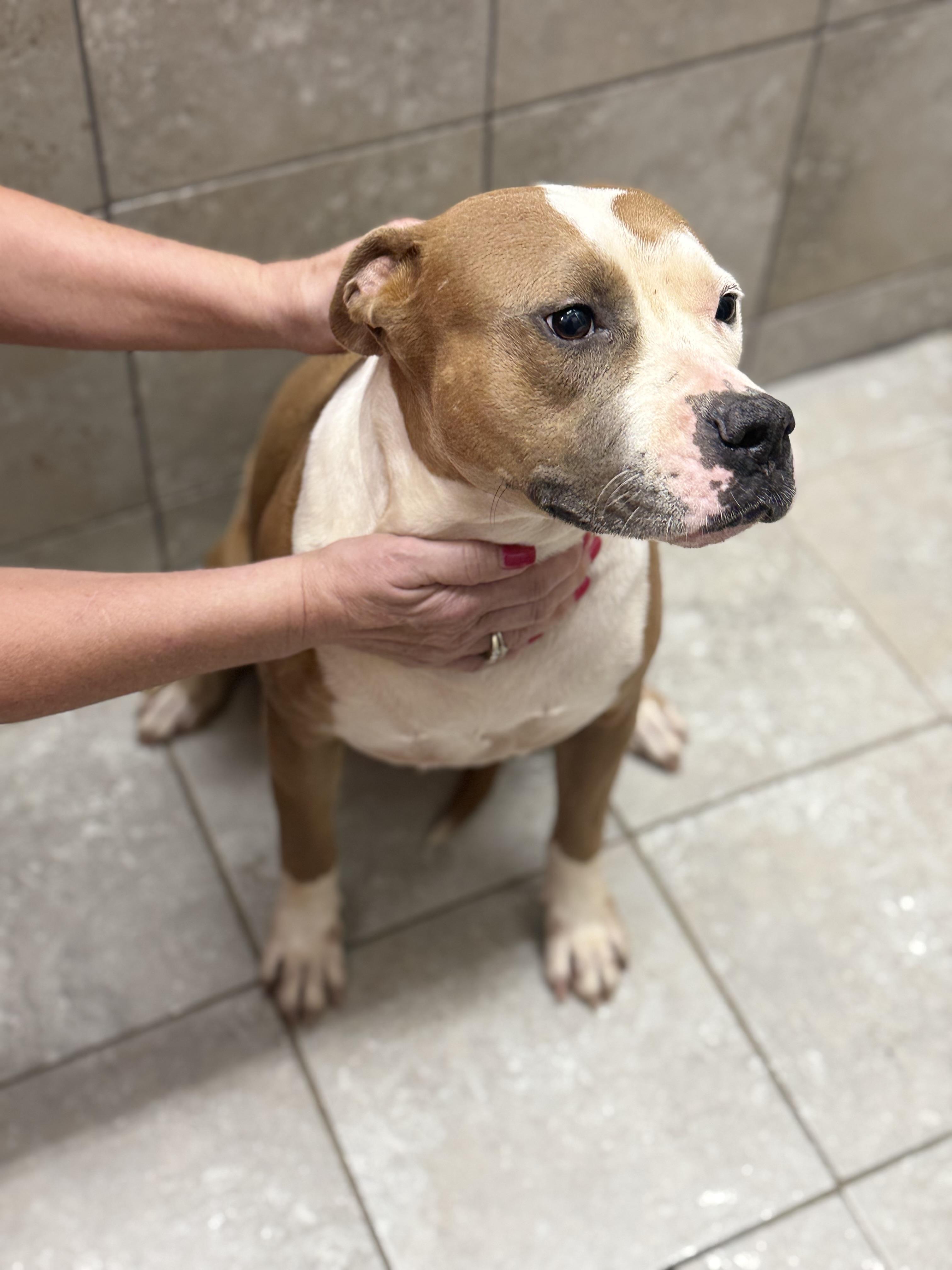 Enlarge Baby, a Adoptable Mixed Breed in Springhill, LA image 2/4