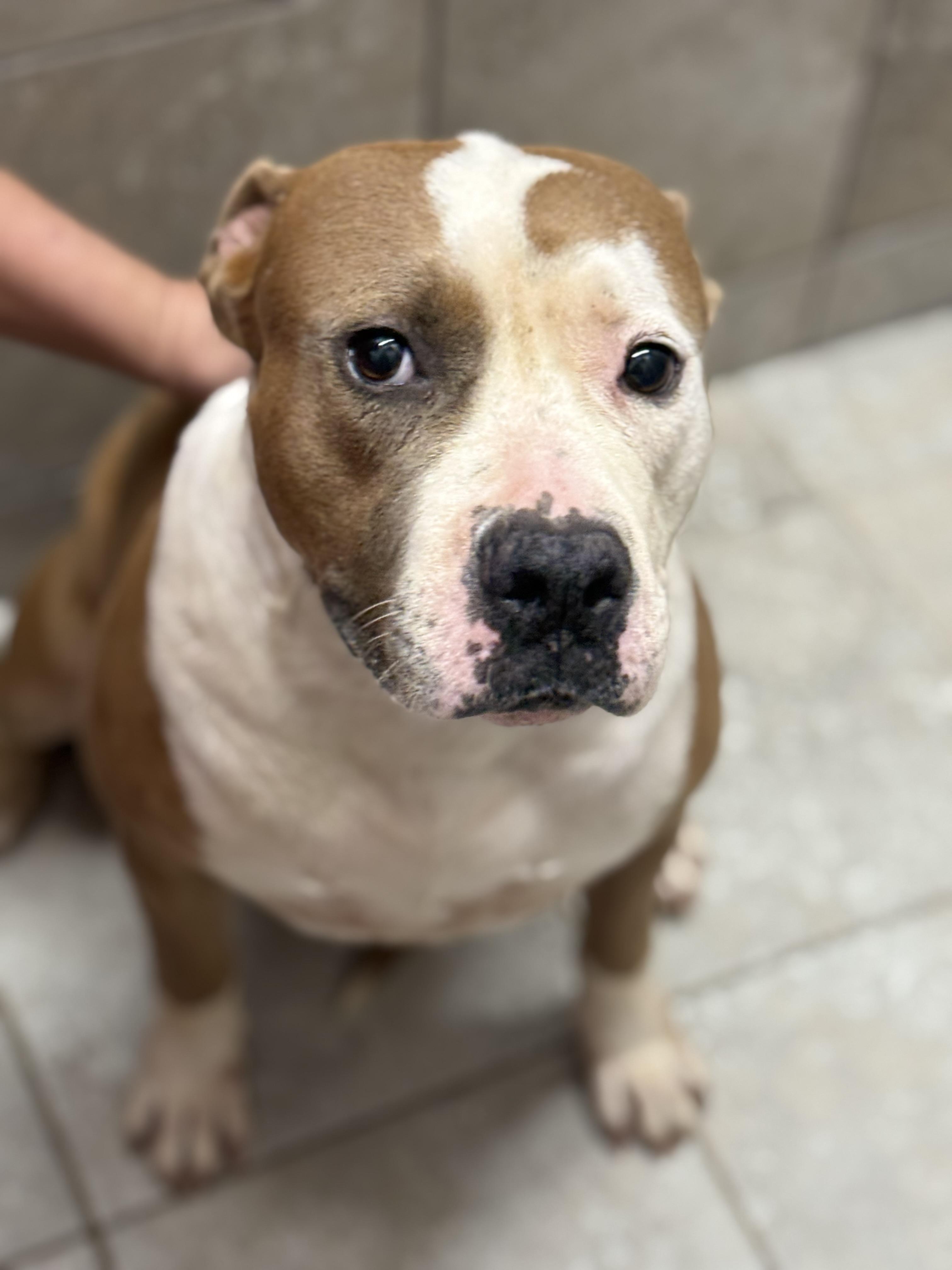 Baby, Adoptable, Senior Female Mixed Breed.