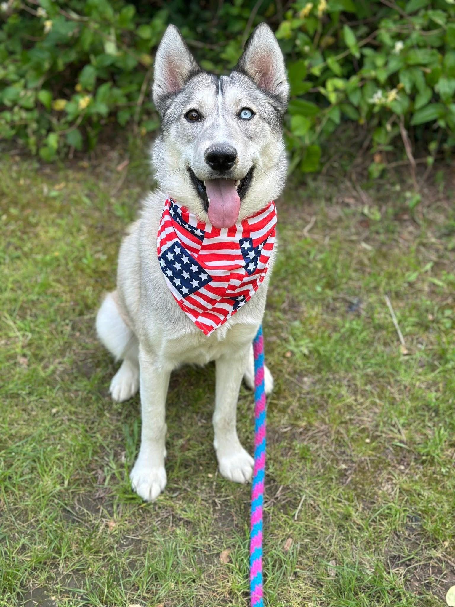 Enlarge Jinx (Jingles), a Adoptable Siberian Husky in Lockport, IL image 1/1
