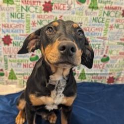 Enlarge Jolly, a Adoptable mixed breed in West Point, MS image 1/5