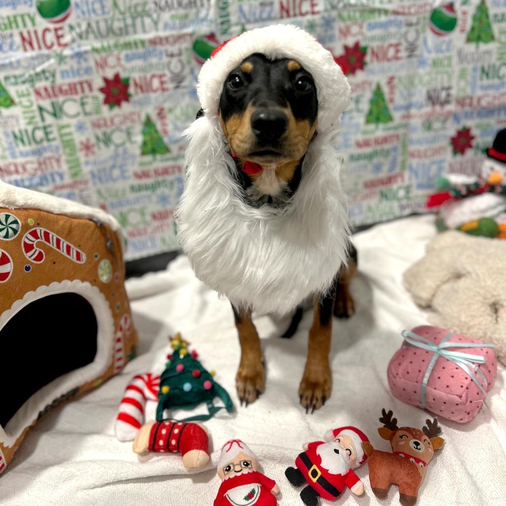 Enlarge Jolly, a Adoptable mixed breed in West Point, MS image 2/5