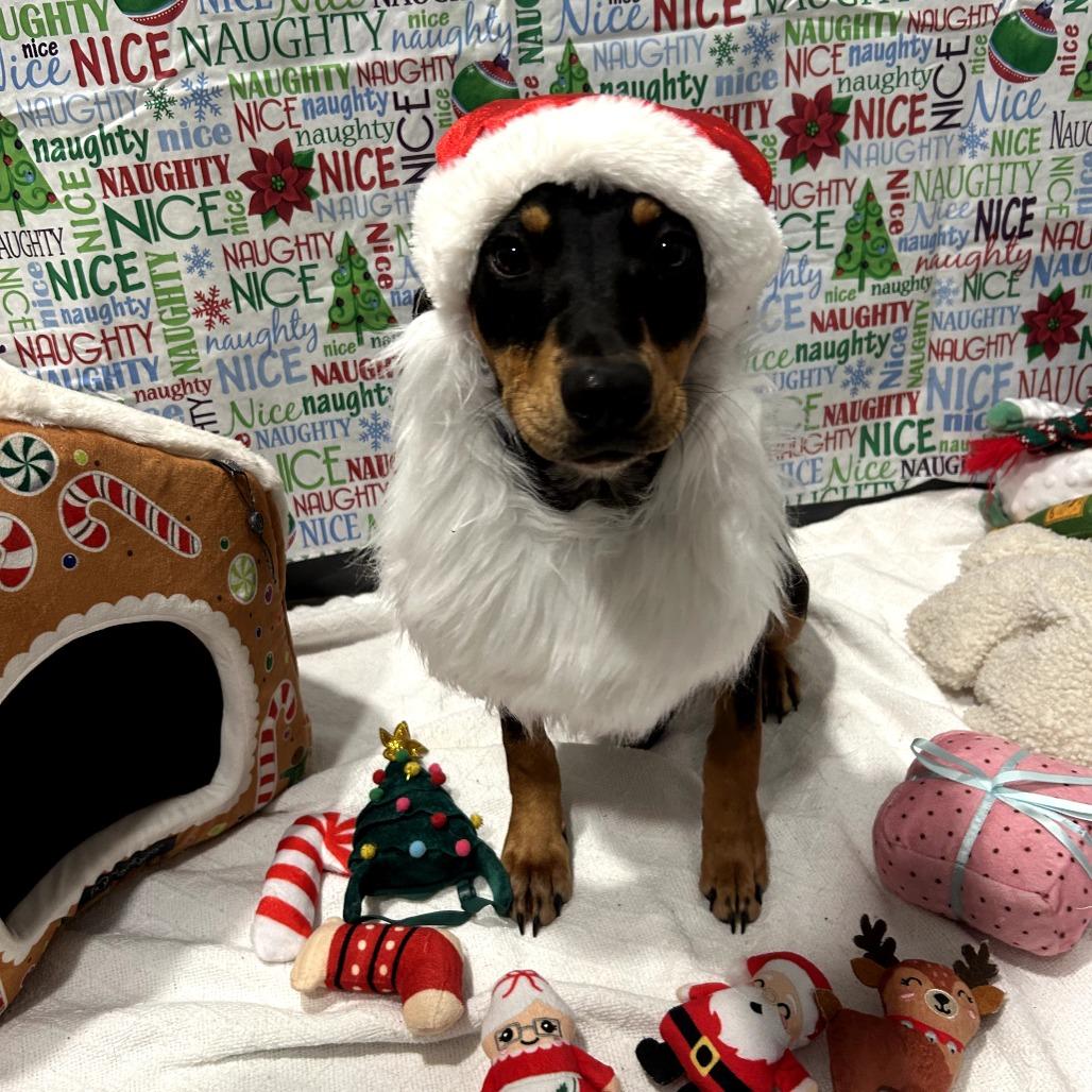 Enlarge Jolly, a Adoptable mixed breed in West Point, MS image 3/5