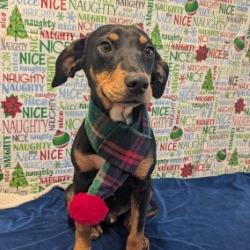 Enlarge Jolly, a Adoptable mixed breed in West Point, MS image 4/5