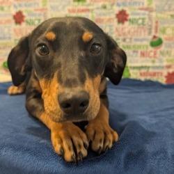 Enlarge Jolly, a Adoptable mixed breed in West Point, MS image 5/5