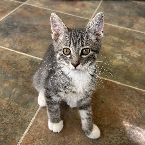Mittens, Adoptable, Kitten Female Domestic Short Hair.