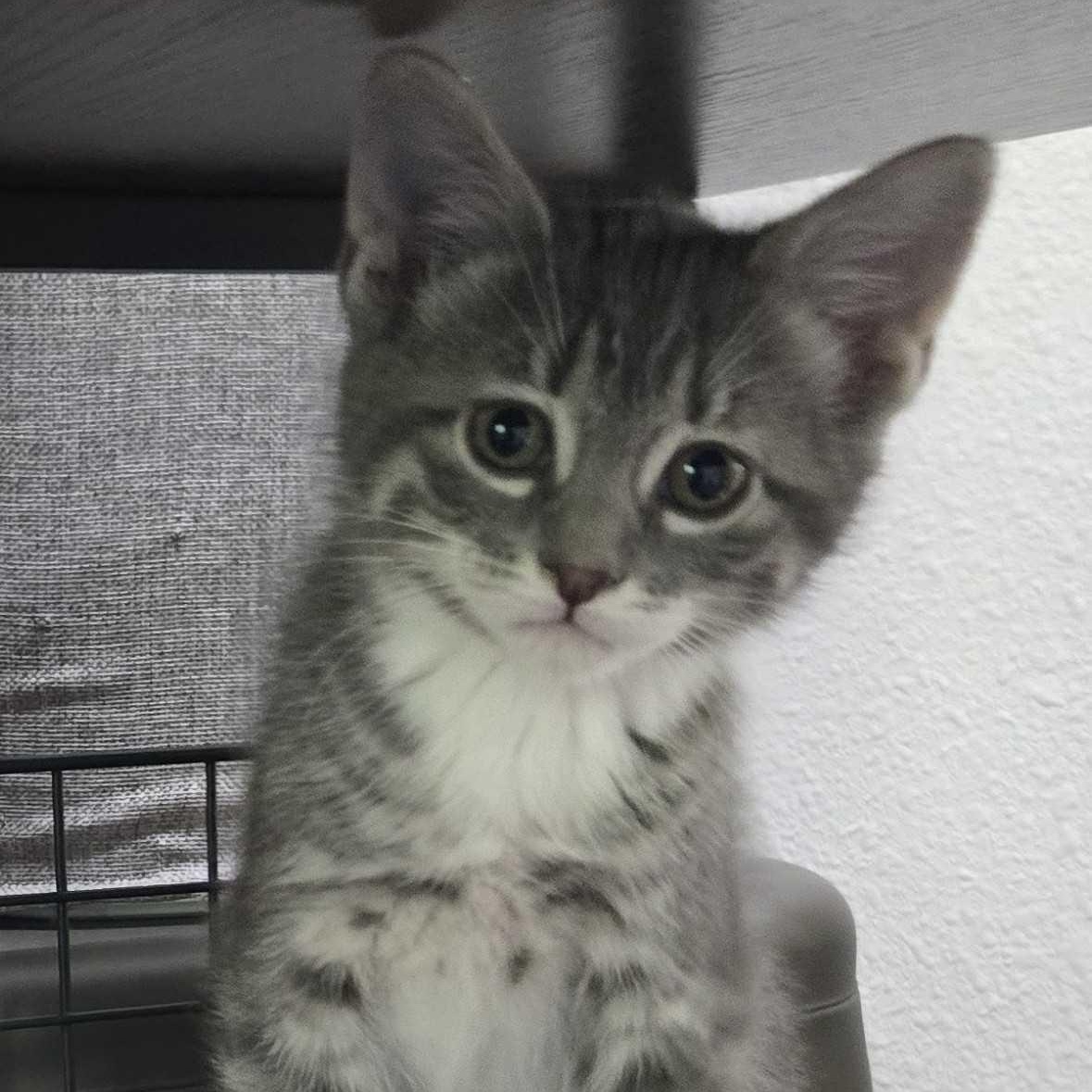 Mittens, Adoptable, Kitten Female Domestic Short Hair.