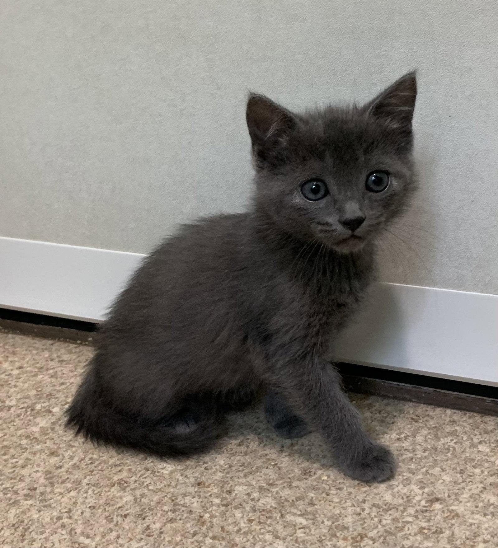 Asher, Adoptable, Young Male Domestic Short Hair.