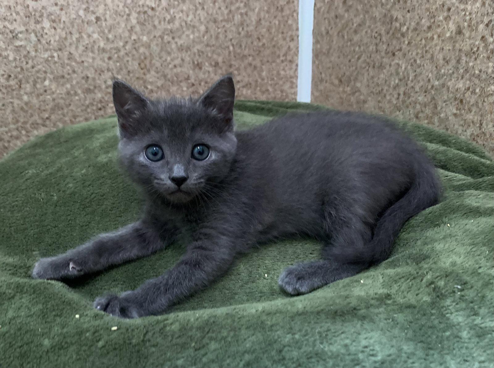 Enlarge Asher, a Adoptable Domestic Short Hair in Mc Cormick, SC image 2/3