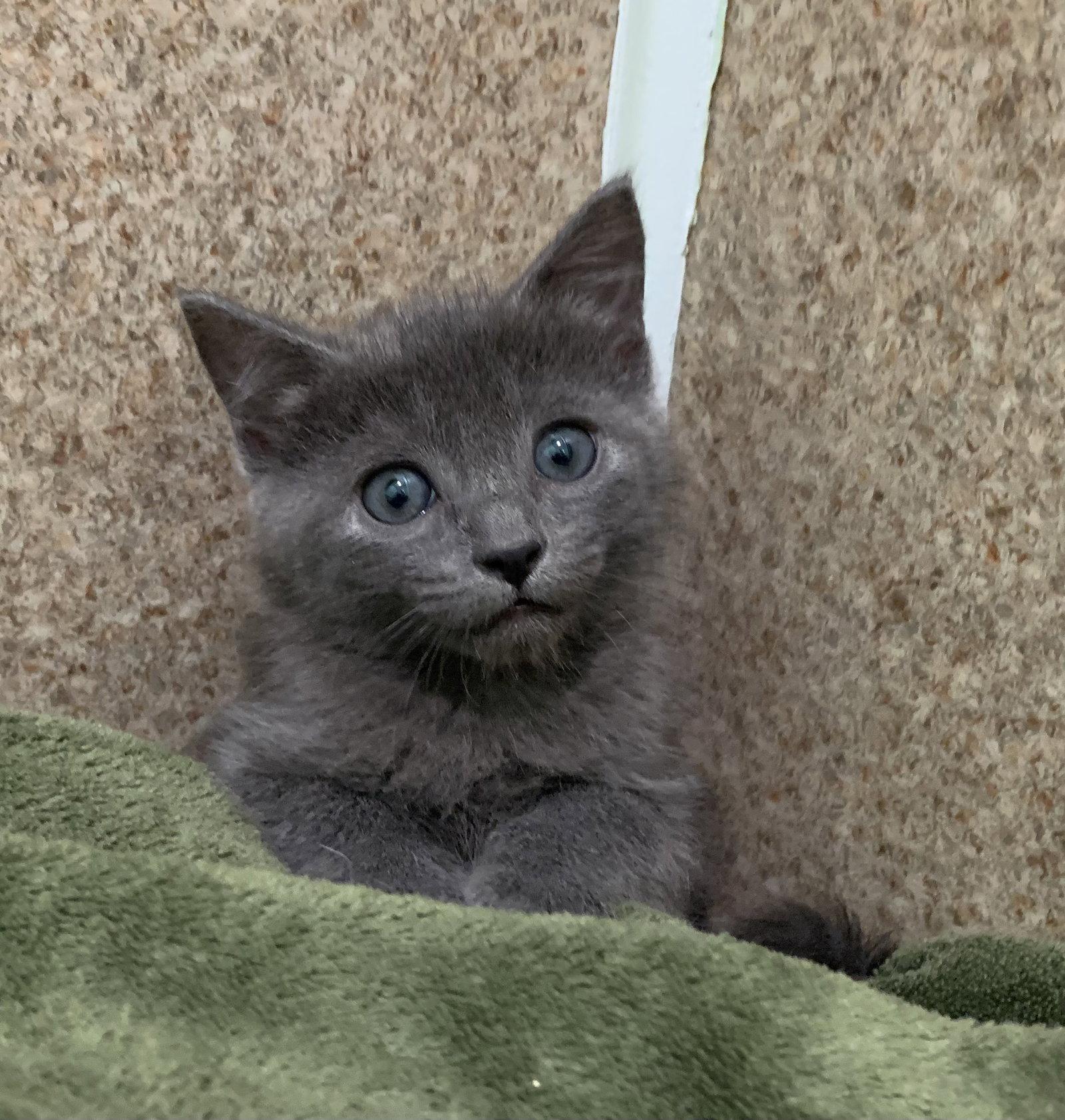 Enlarge Asher, a Adoptable Domestic Short Hair in Mc Cormick, SC image 3/3