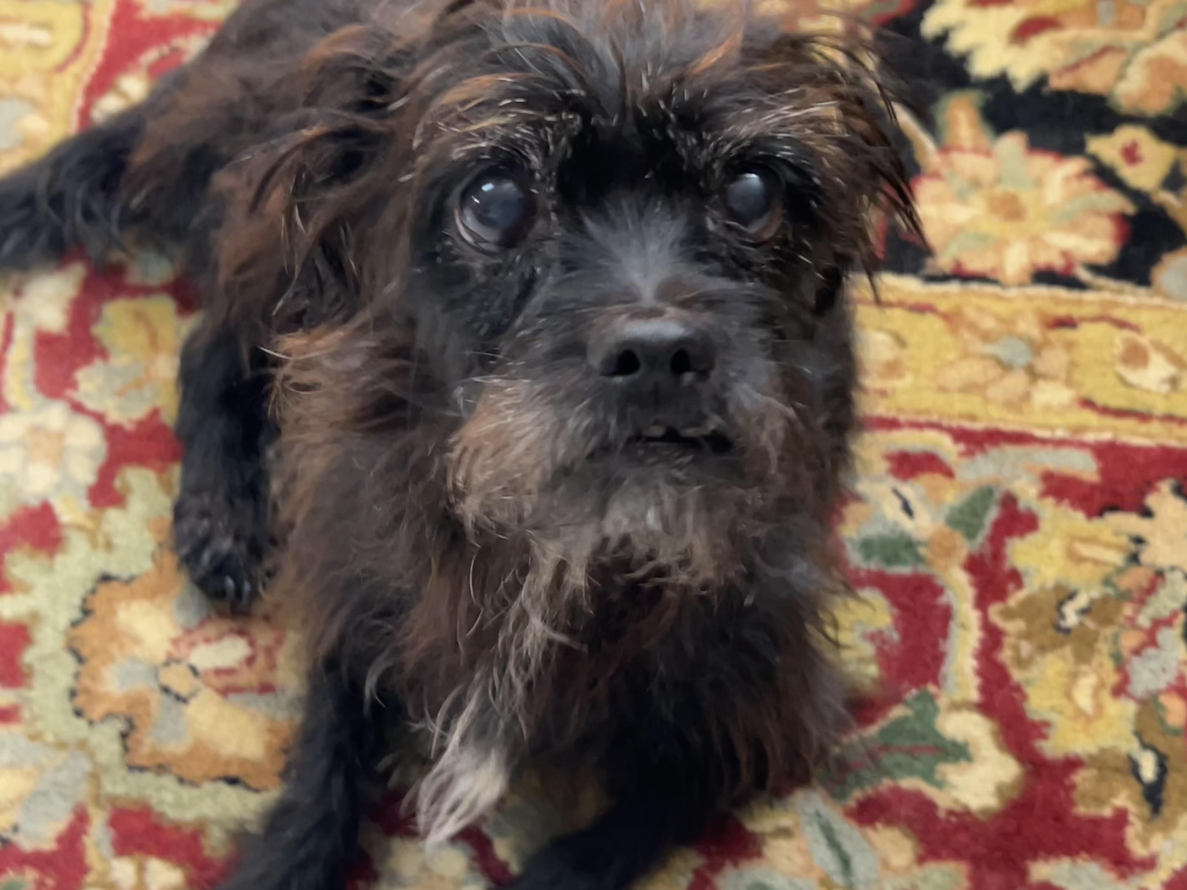 Tally (a very special senior), an adopted mixed breed in Middletown, CT image 2/6