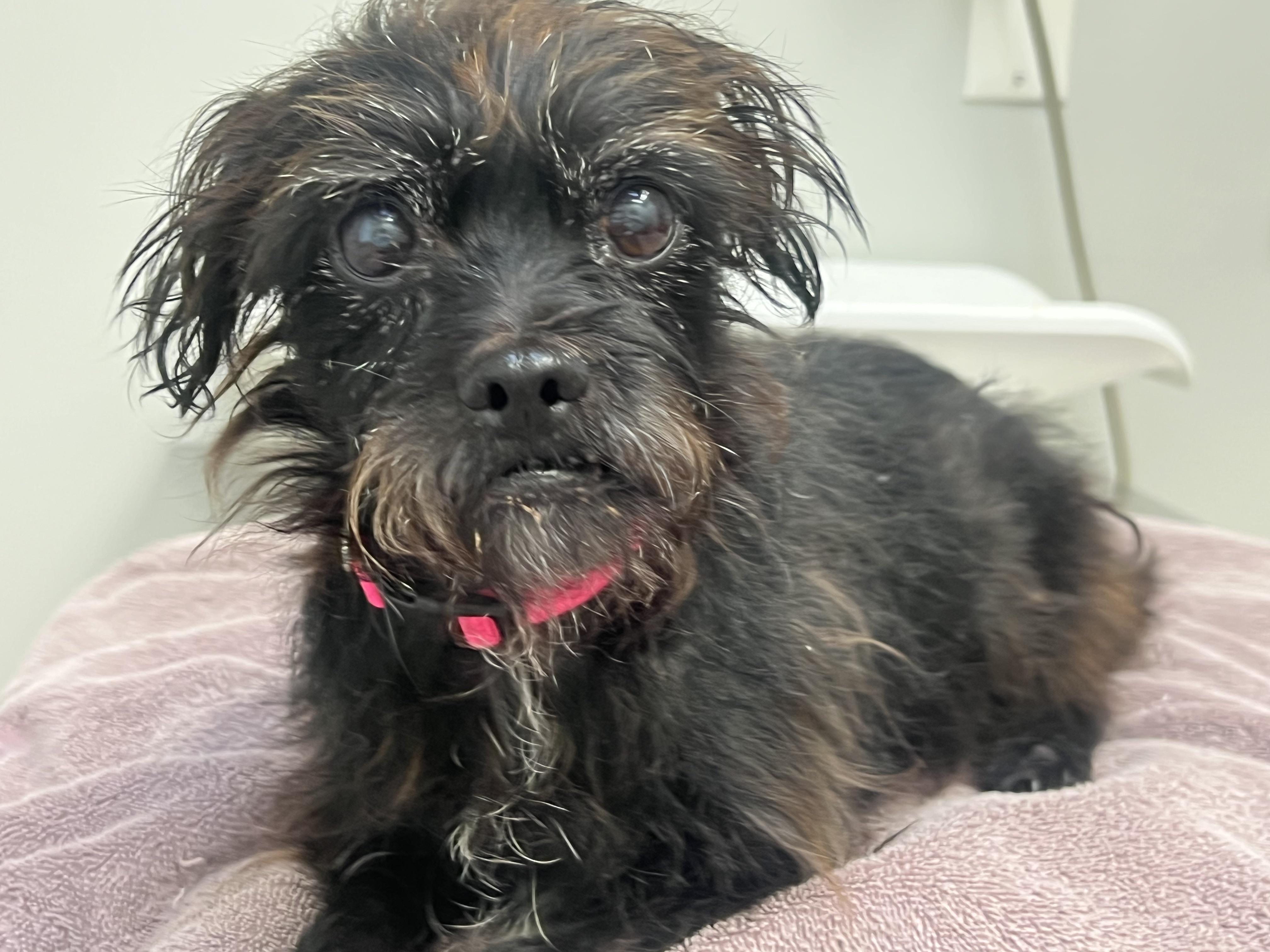 Tally (a very special senior), an adopted mixed breed in Middletown, CT image 1/6