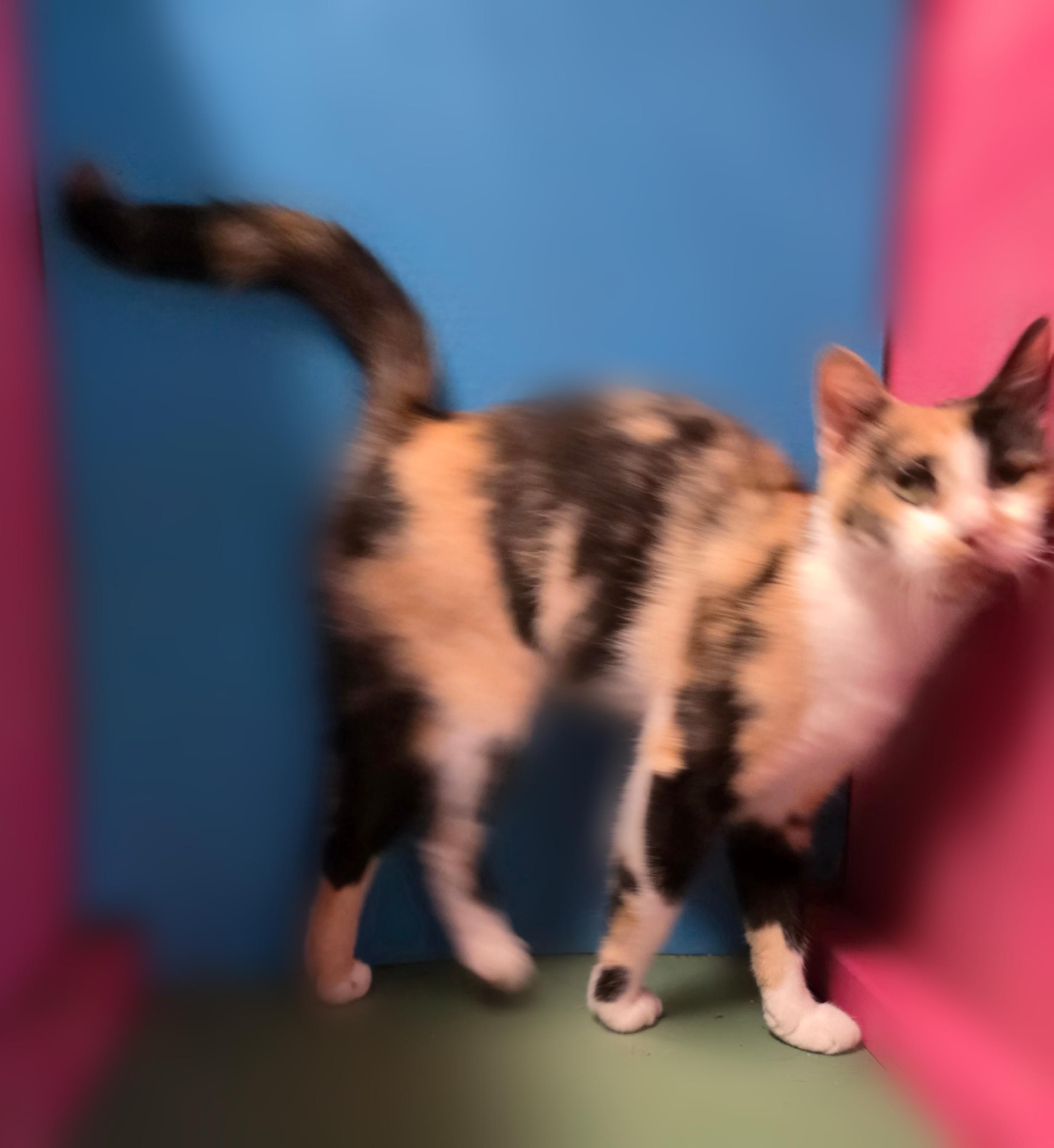 Enlarge Sparkle, a Adoptable Calico in Silver Springs, FL image 2/3