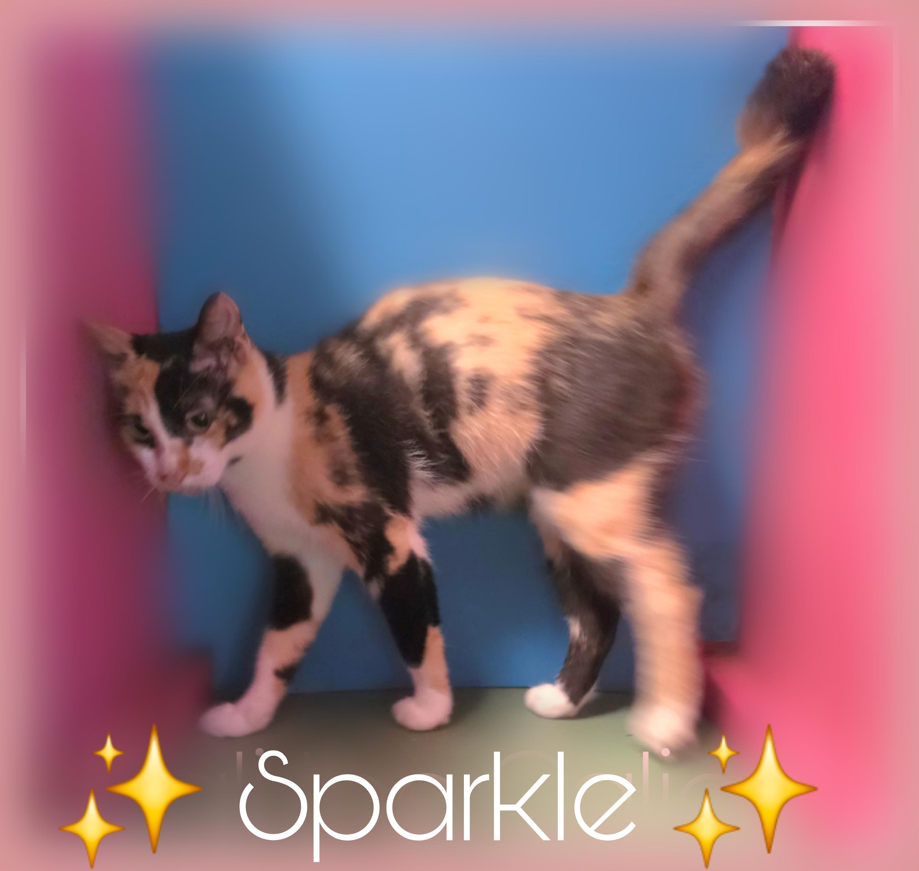 Enlarge Sparkle, a Adoptable Calico in Silver Springs, FL image 1/3