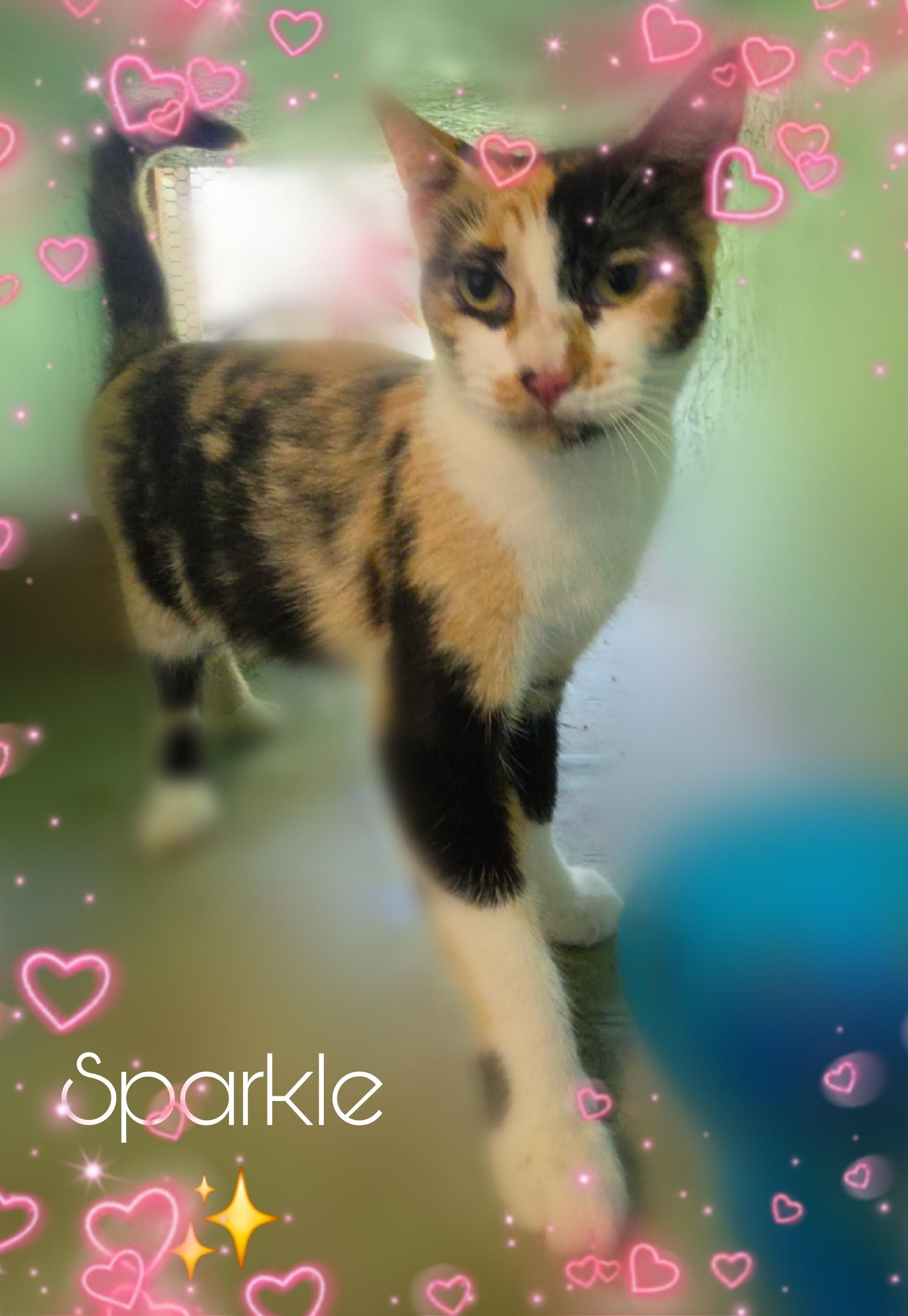 Enlarge Sparkle, a Adoptable Calico in Silver Springs, FL image 3/3