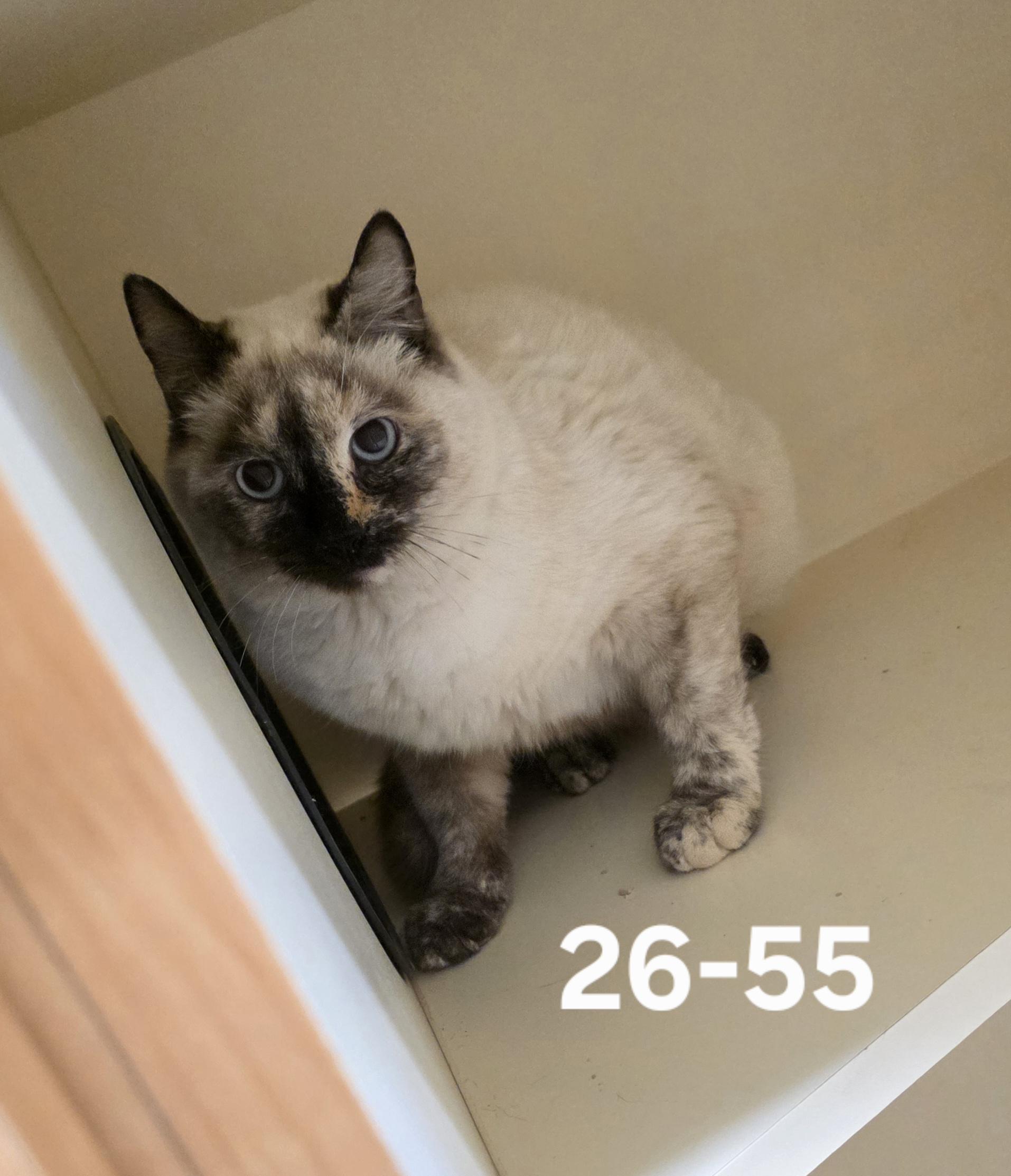 26-55, adopted, Adult Female Domestic Short Hair.