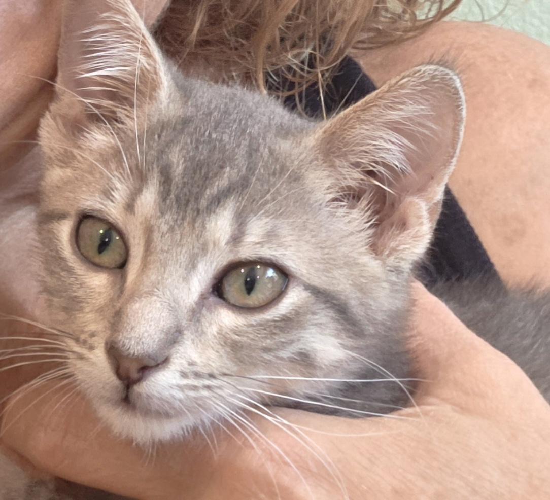Stumpy, a ADOPTABLE Domestic Short Hair in Denver, CO image 3/3