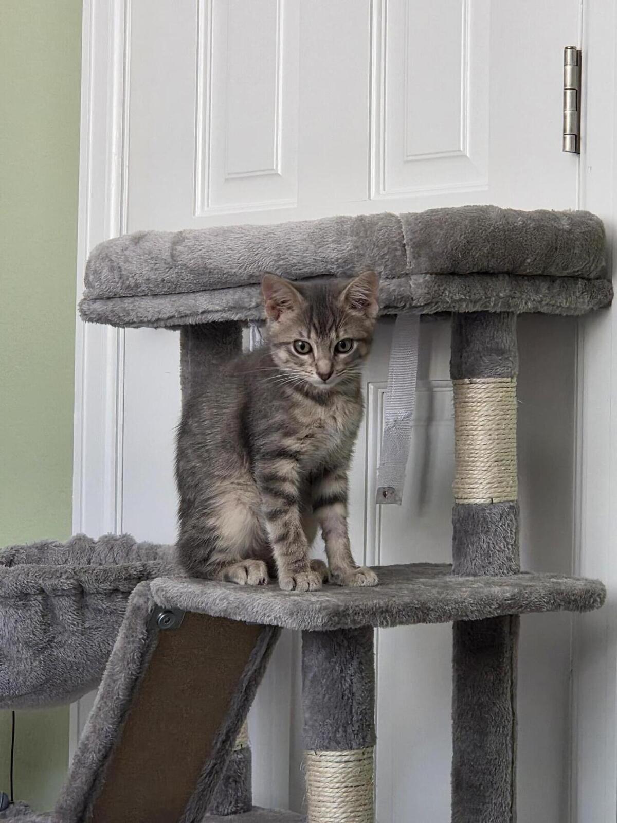 Stumpy, a ADOPTABLE Domestic Short Hair in Denver, CO image 1/3