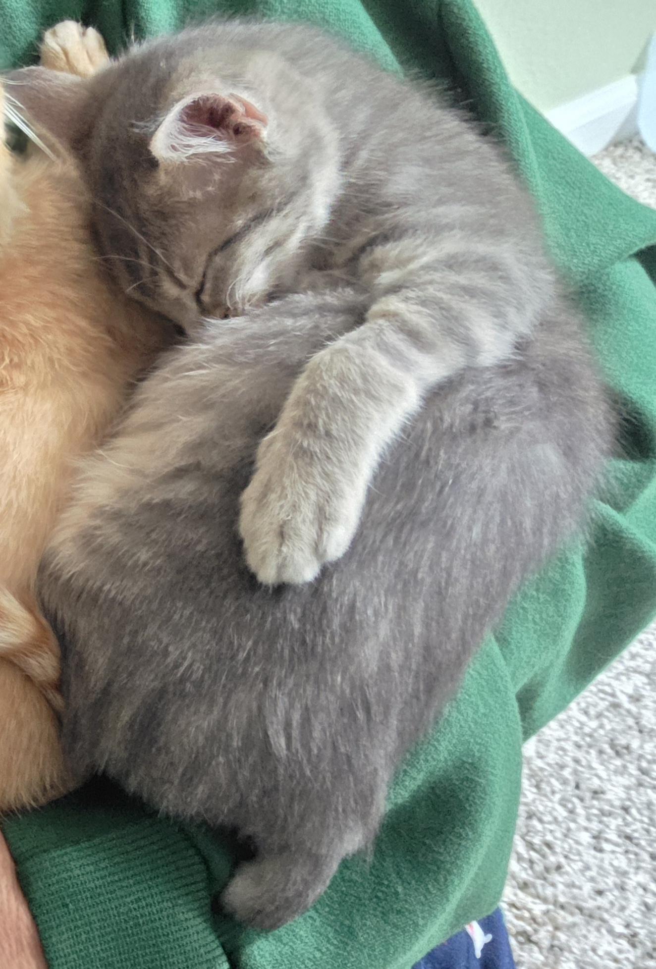 Stumpy, a ADOPTABLE Domestic Short Hair in Denver, CO image 2/3