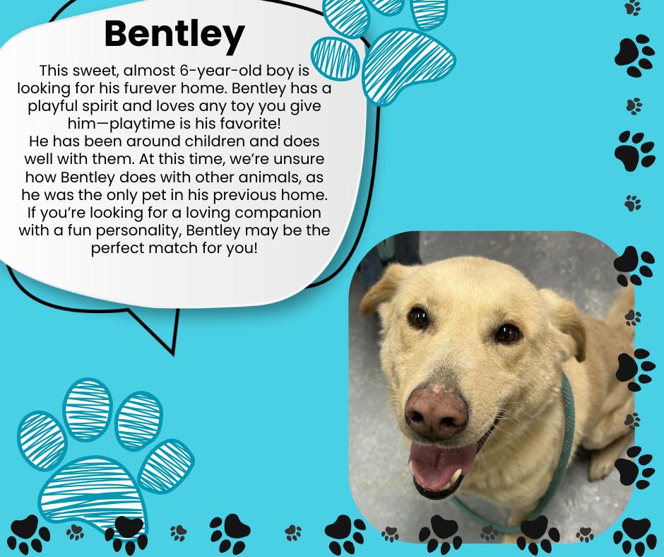 Enlarge Bentley, a ADOPTABLE mixed breed in Tama, IA image 1/1