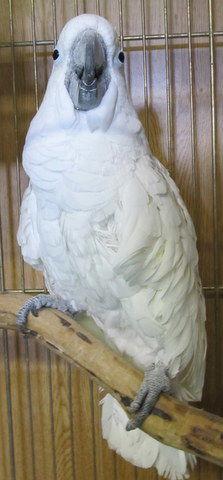 Enlarge Casper, a Adoptable Cockatoo in Edgerton, WI image 1/2