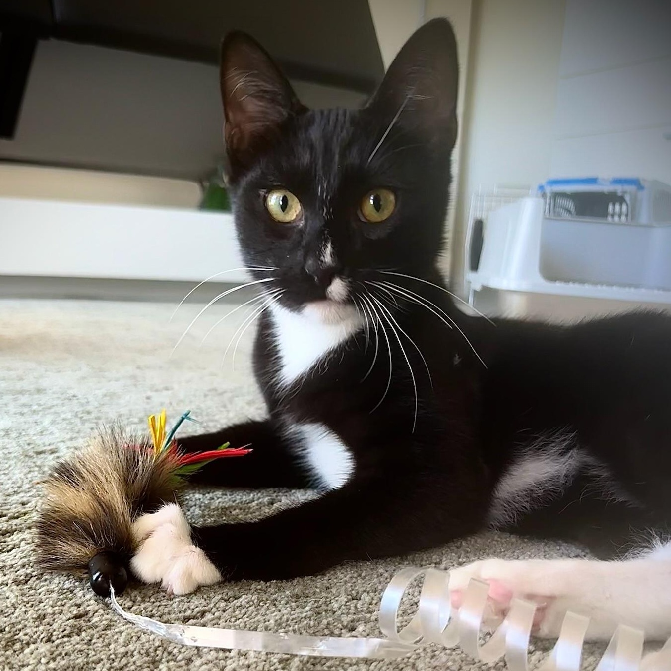 Tommy - teen male kitten, ADOPTABLE, Kitten Male Tuxedo.