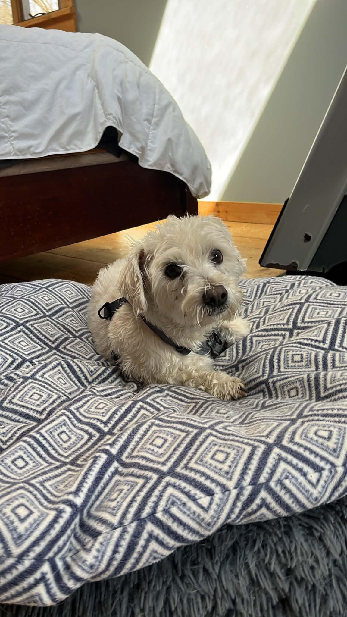 Enlarge Winston, an adopted West Highland White Terrier / Westie in Athens, NY image 4/4