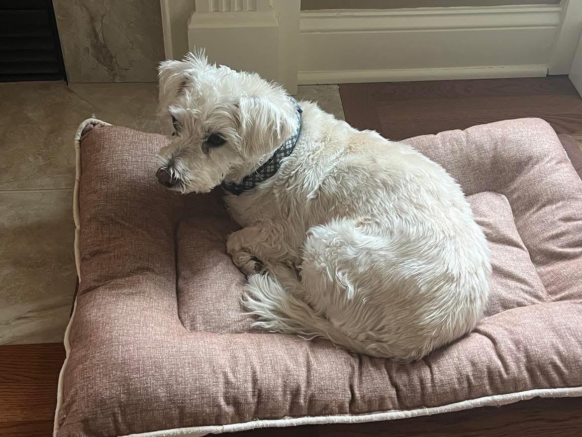 Enlarge Winston, an adopted West Highland White Terrier / Westie in Athens, NY image 3/4