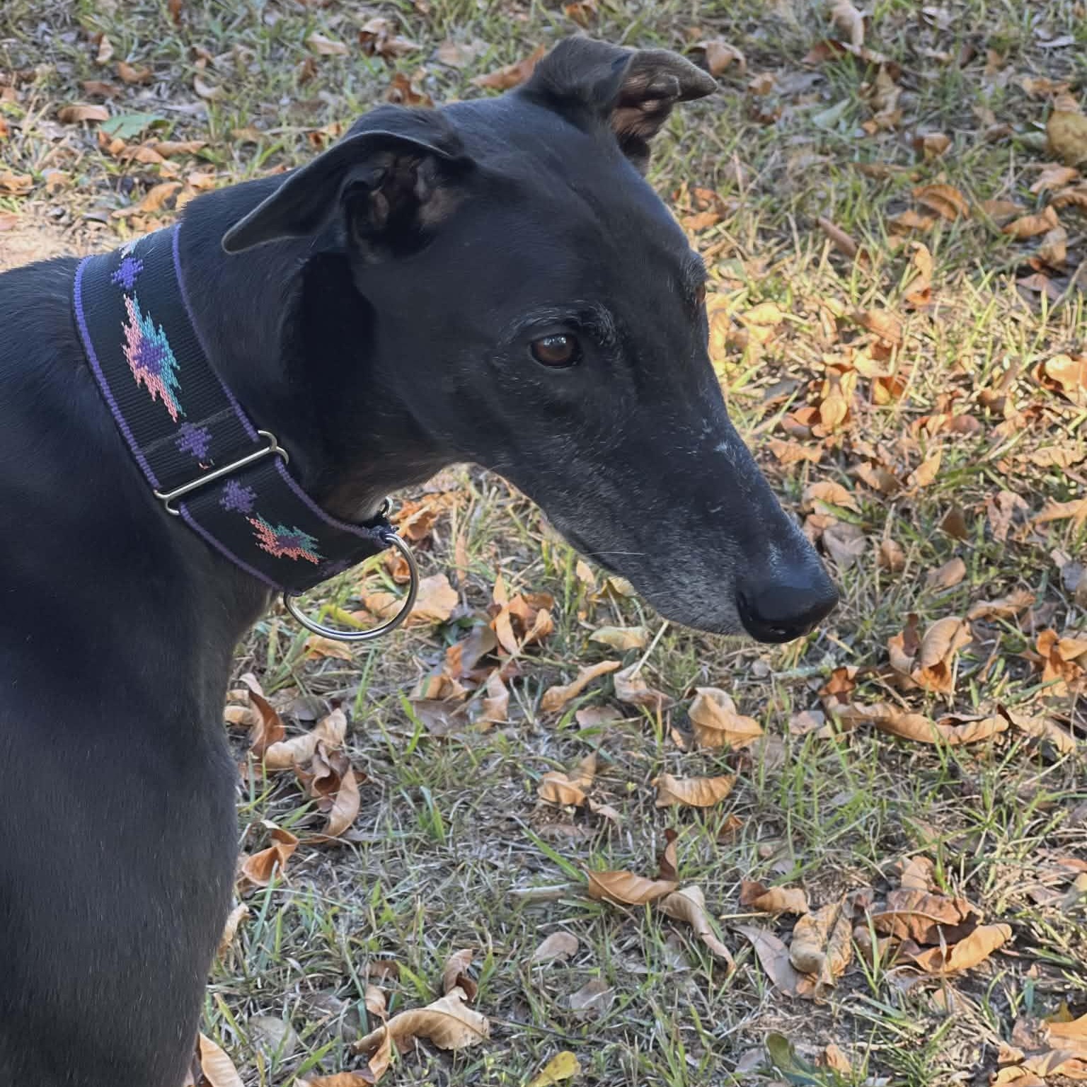 Hardaway Ranger (Benny), a ADOPTABLE Greyhound in North Port, FL image 3/3