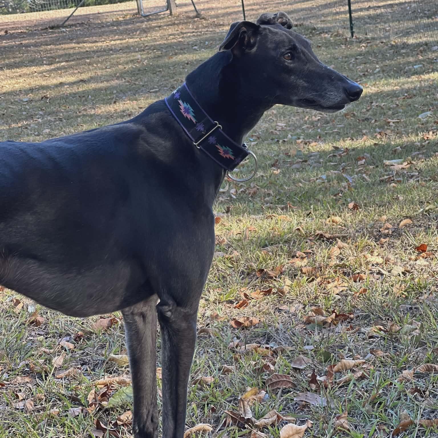 Hardaway Ranger (Benny), a ADOPTABLE Greyhound in North Port, FL image 2/3