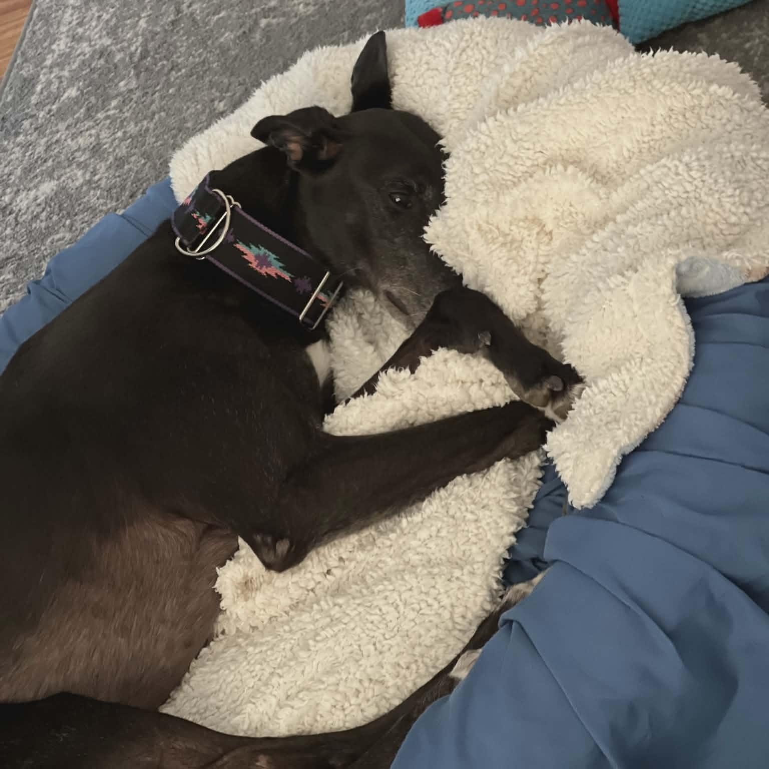 Hardaway Ranger (Benny), ADOPTABLE, Adult Male Greyhound.