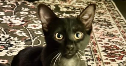 Poblano, a Adoptable mixed breed in Wilmington, NC image 1/6