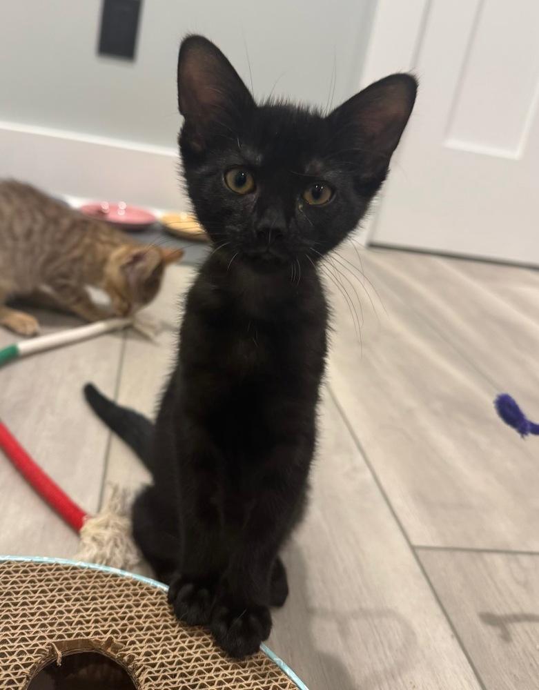 Poblano, a Adoptable mixed breed in Wilmington, NC image 2/6