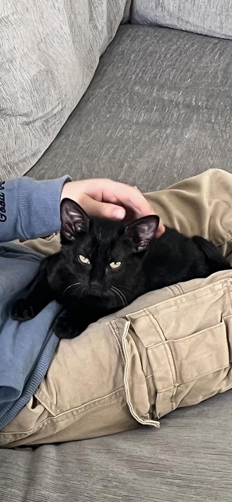 Poblano, Adoptable, Kitten Female Domestic Short Hair.