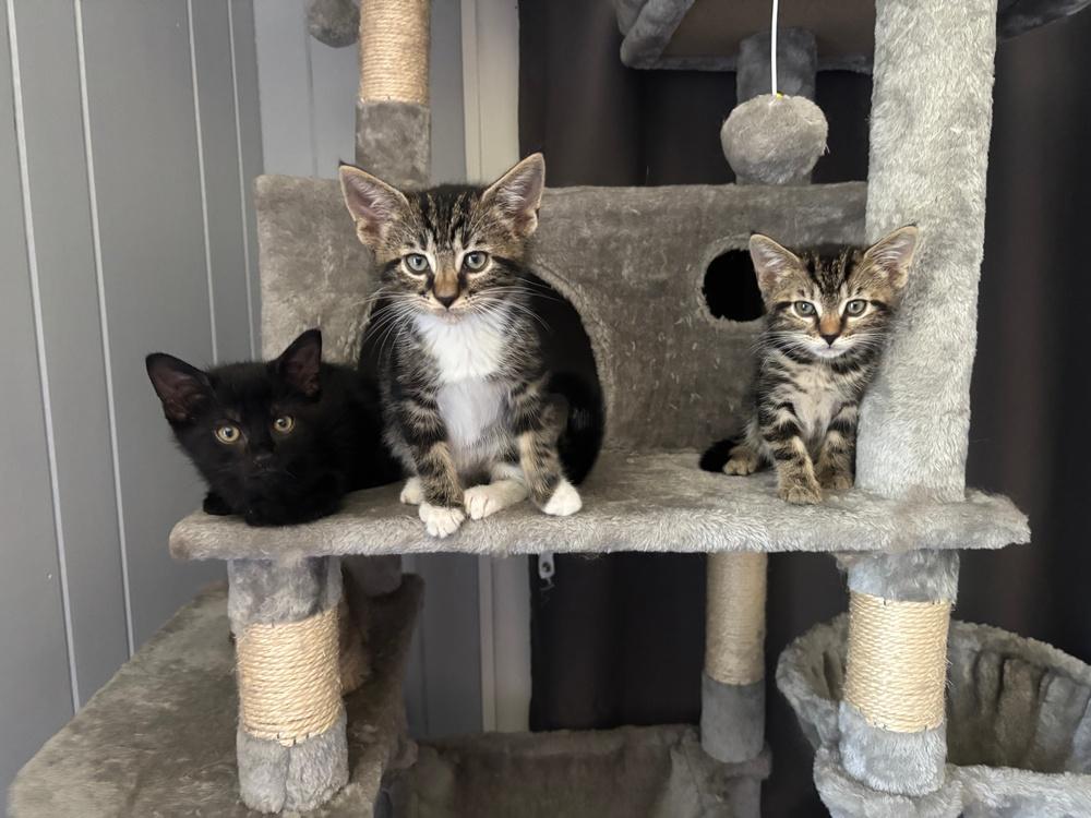 Poblano, a Adoptable mixed breed in Wilmington, NC image 4/6